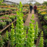 MOLUCCELLA laevis (Bells of Ireland)