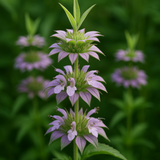 Lemon Mint (Monarda citriodora)