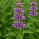 Lemon Mint (Monarda citriodora)