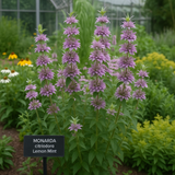 Lemon Mint (Monarda citriodora)