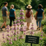 Lemon Mint (Monarda citriodora)
