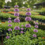 MONARDA citriodora (Lemon Mint)