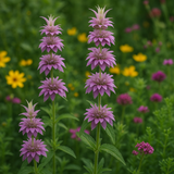 MONARDA citriodora (Lemon Mint)