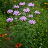 Wild Bergamot (Monarda fistulosa)