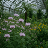 MONARDA fistulosa (Bergamot)