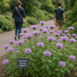 Wild Bergamot (Monarda fistulosa)