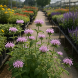 Wild Bergamot (Monarda fistulosa)