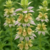 MONARDA punctata (Spotted Beebalm)