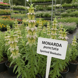 MONARDA punctata (Spotted Beebalm)