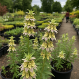 MONARDA punctata (Spotted Beebalm)
