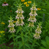 MONARDA punctata (Spotted Beebalm)