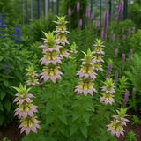 MONARDA punctata (Spotted Beebalm)