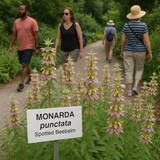MONARDA punctata (Spotted Beebalm)