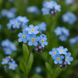 Myosotis sylvatica (Forget-Me-Not, French Forget Me Not)