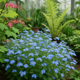 Myosotis sylvatica (Forget-Me-Not, French Forget Me Not)