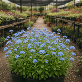 Myosotis sylvatica (Forget-Me-Not, French Forget Me Not)