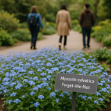 Myosotis sylvatica (Forget-Me-Not, French Forget Me Not)