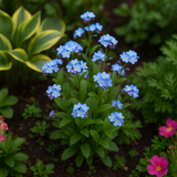 Myosotis sylvatica (Forget-Me-Not, French Forget Me Not)
