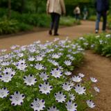 Nemophila maculata (Five-Spot)