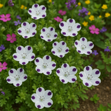Nemophila maculata (Five-Spot)