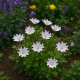 Nemophila maculata (Five-Spot)