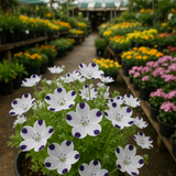 Nemophila maculata (Five-Spot)