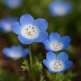 Nemophila menziesii (Baby Blue Eyes)