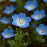 Nemophila menziesii (Baby Blue Eyes)