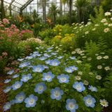 Nemophila menziesii (Baby Blue Eyes)