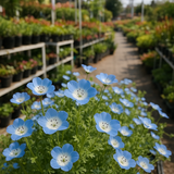 Nemophila menziesii (Baby Blue Eyes)
