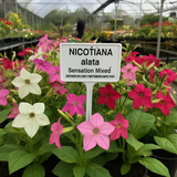 NICOTIANA alata 'Sensation Mixed' (Flowering Tobacco - Sensation Mixed)