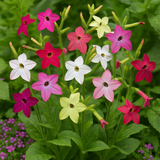 NICOTIANA alata 'Sensation Mixed' (Flowering Tobacco - Sensation Mixed)