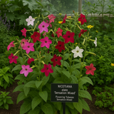 NICOTIANA alata 'Sensation Mixed' (Flowering Tobacco - Sensation Mixed)