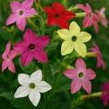 NICOTIANA alata 'Sensation Mixed' (Flowering Tobacco - Sensation Mixed)
