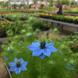 Nigella damascena 'Miss Jekyll' (Love-in-a-Mist)