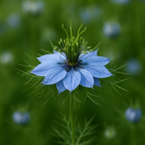 Nigella damascena 'Miss Jekyll' (Love-in-a-Mist)