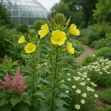 OENOTHERA biennis (Evening Primrose)
