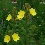 OENOTHERA biennis (Evening Primrose)