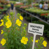 OENOTHERA biennis (Evening Primrose)