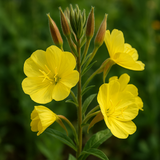 OENOTHERA lamarckiana (Common Evening Primrose)