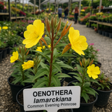 OENOTHERA lamarckiana (Common Evening Primrose)