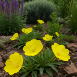 OENOTHERA missouriensis (Dwarf Evening Primrose)