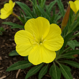 OENOTHERA missouriensis (Dwarf Evening Primrose)
