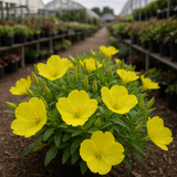 OENOTHERA missouriensis (Dwarf Evening Primrose)