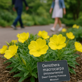 OENOTHERA missouriensis (Dwarf Evening Primrose)