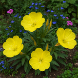 OENOTHERA missouriensis (Dwarf Evening Primrose)
