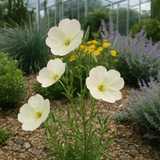 OENOTHERA pallida (Pale Evening Primrose)