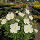 OENOTHERA pallida (Pale Evening Primrose)