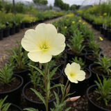 OENOTHERA pallida (Pale Evening Primrose)