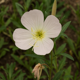 OENOTHERA pallida (Pale Evening Primrose)